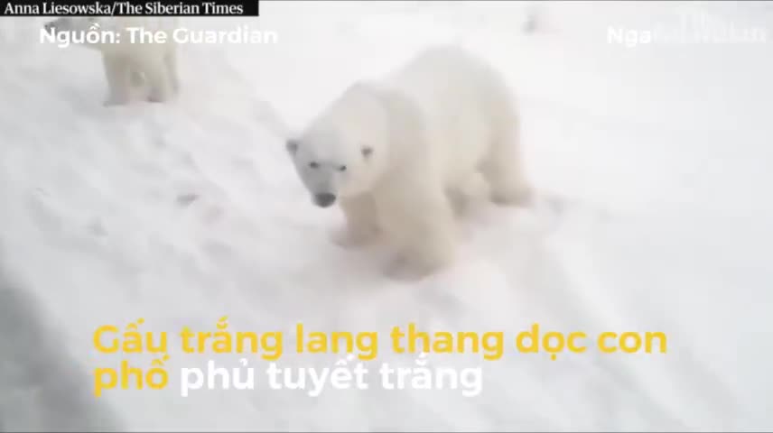 Gấu Bắc Cực “xâm chiếm” khiến quần đảo của Nga phải ban bố tình trạng khẩn cấp
