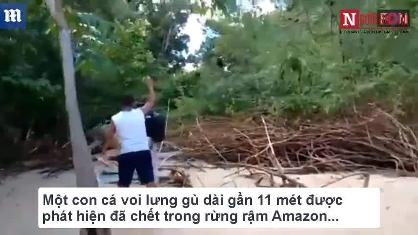 Bí ẩn xác cá voi chết trong rừng rậm Amazon
