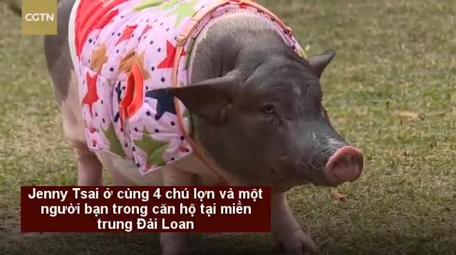Gặp gỡ người phụ nữ ăn ở cùng lợn cưng suốt hơn 10 năm.