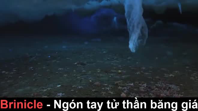 “Ngón tay tử thần” - Hiện tượng kỳ lạ  giết chết hàng loạt sinh vật biển