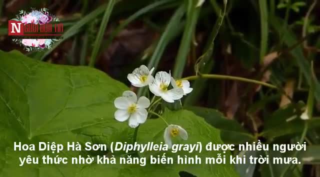 Cận cảnh những bông “hoa xương” biết biến hình kỳ diệu