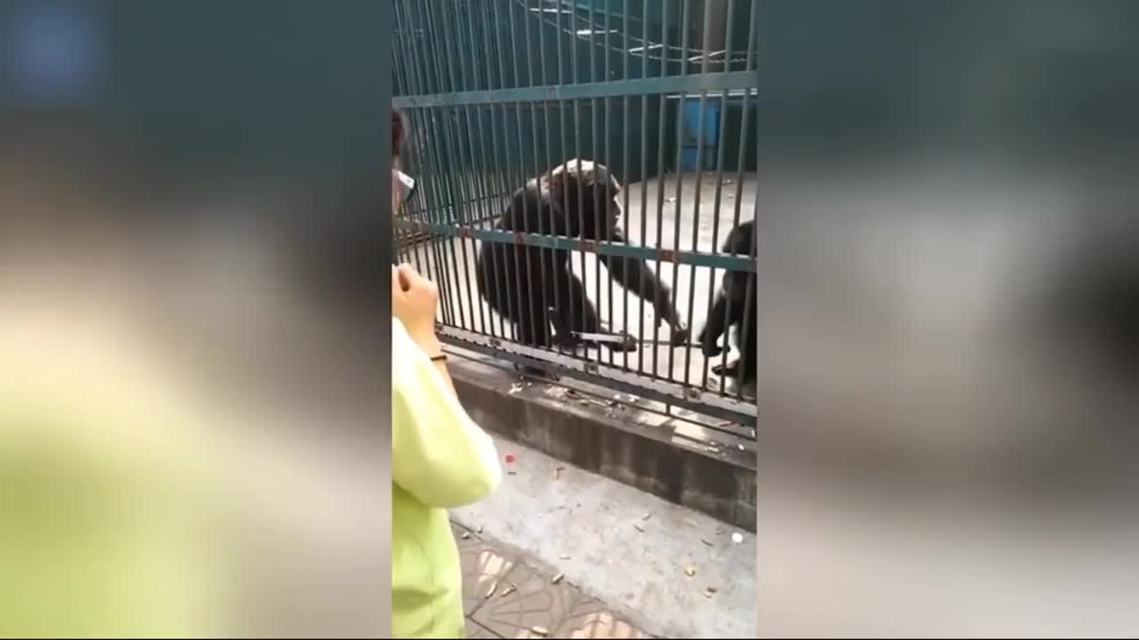 Khách tham quan ngỡ ngàng trước hành động thông minh của con tinh tinh