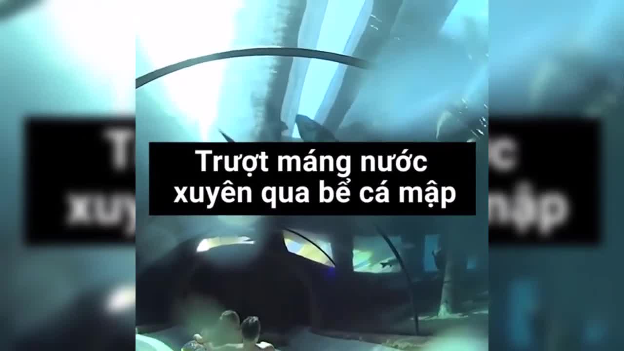 Trải nghiệm máng trượt xuyên qua bể cá mập