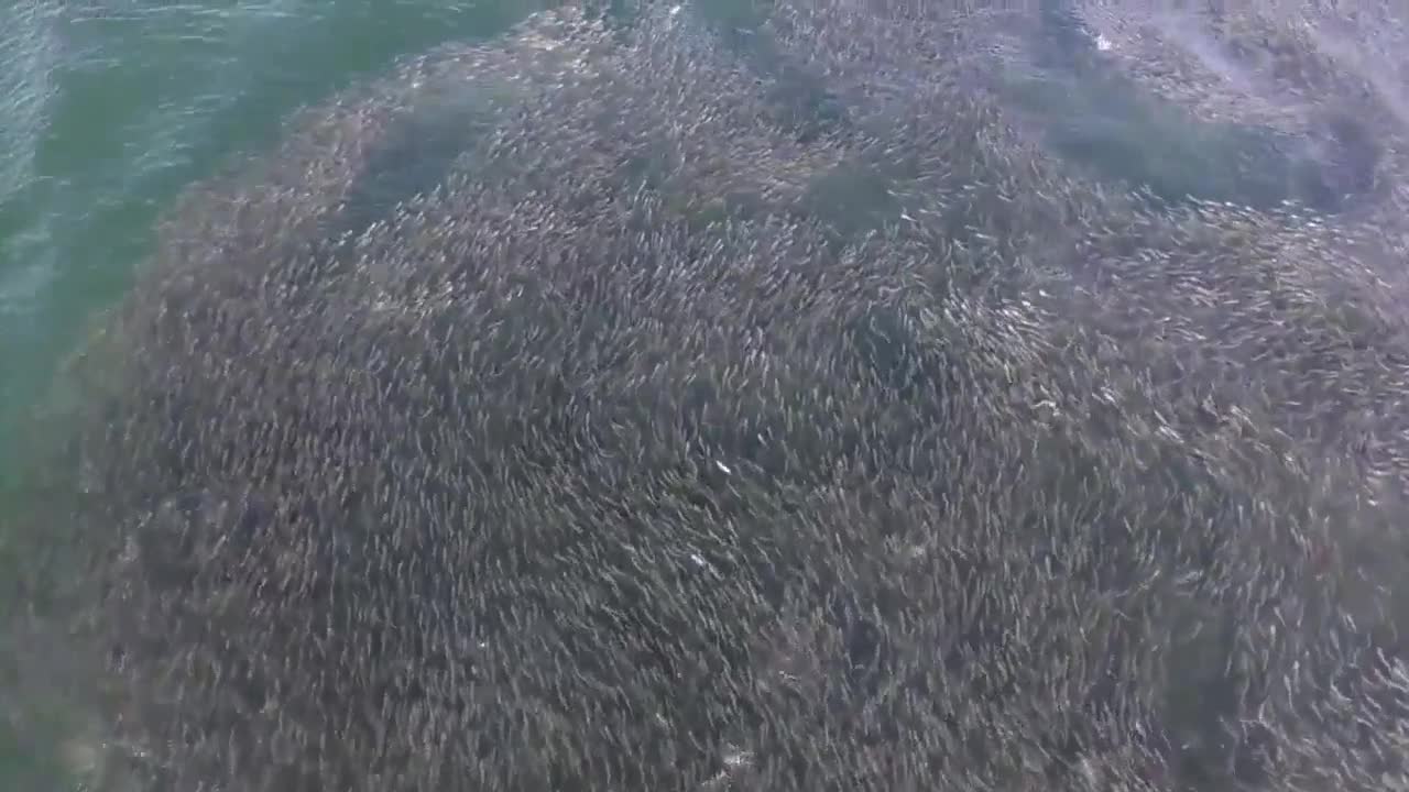 Cá mập thưởng thức đại tiệc cá mòi trên biển