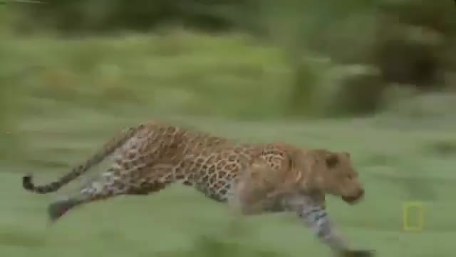 Báo săn phi thân, chuyền cành, săn khỉ vervet tên cây