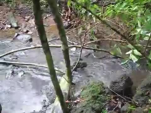 Hổ mang chúa lội suốt phục kích rắn độc xanh