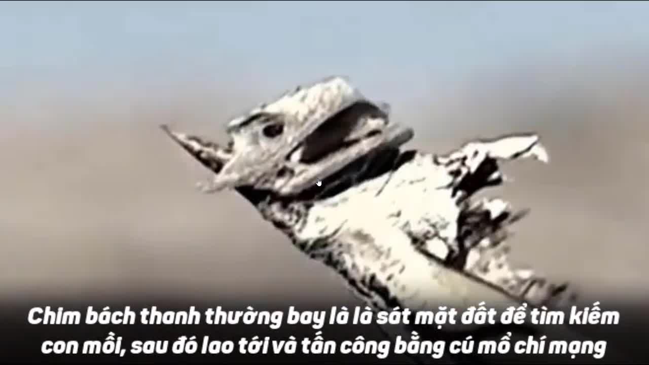“Chim đồ tể” chuyên găm con mồi vào gai nhọn