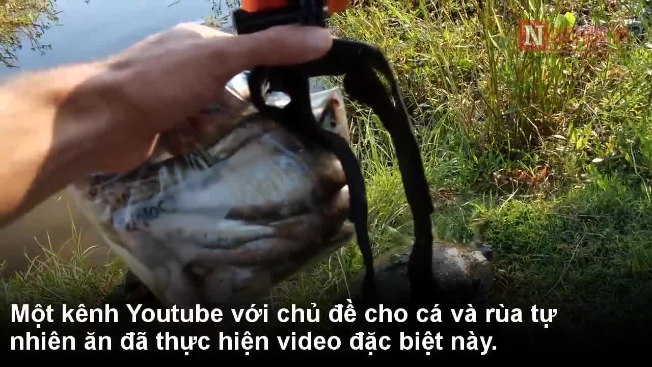 Khám phá thế giới qua góc nhìn của một con rùa