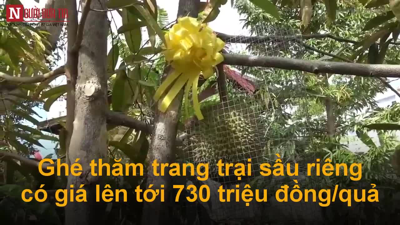 Ghé thăm trang trại sầu riêng có giá lên tới 730 triệu đồng/quả