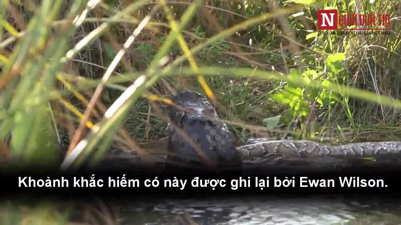 Cuộc chiến đẫm máu giữa cá sấu và trăn miến điện