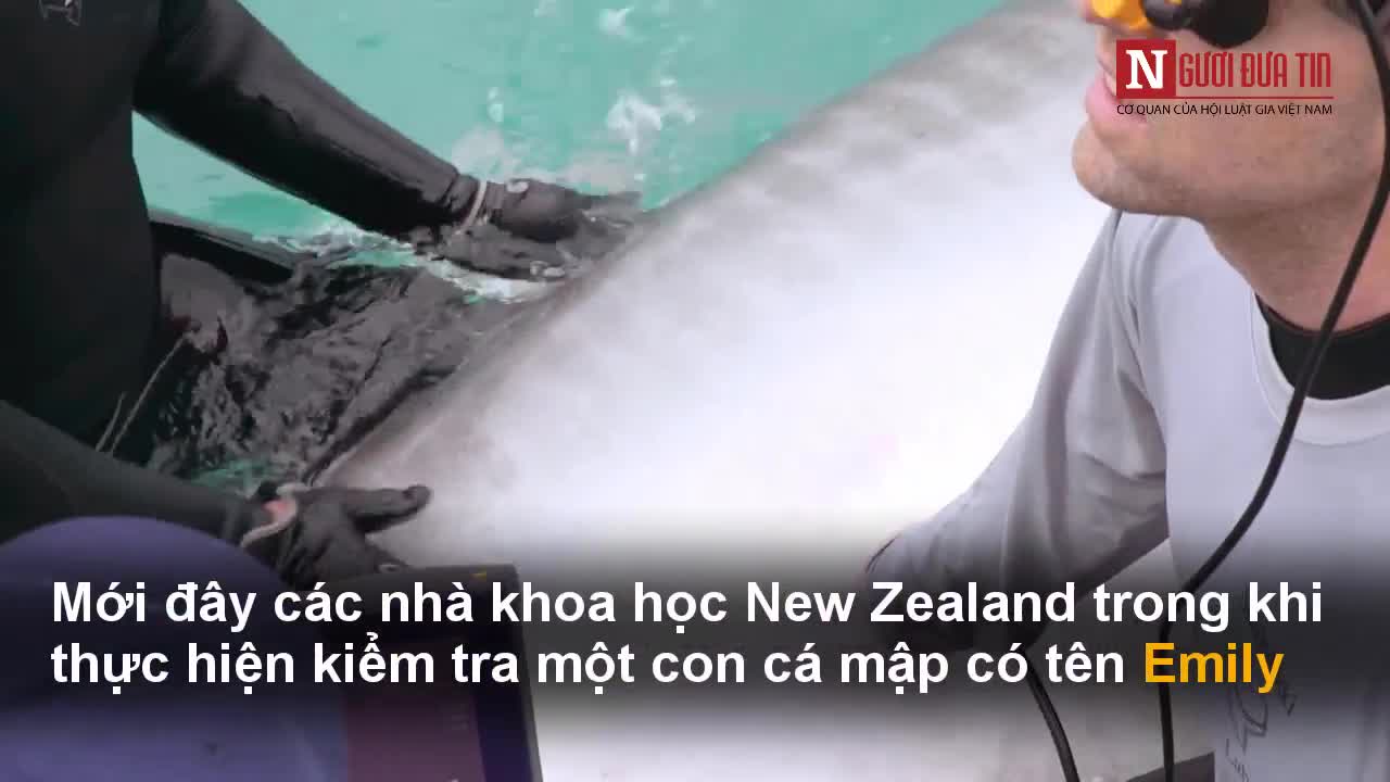 Các nhà khoa học choáng váng khi siêu âm cá mập mang thai