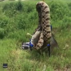 Đi câu cá, người đàn ông phát hoảng khi câu được rắn ‘khủng’