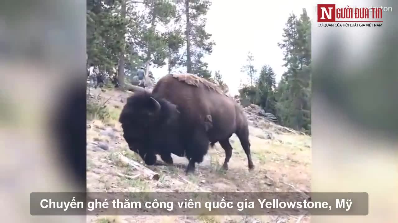 Video: Bé gái 9 tuổi bị bò rừng hất văng lên không trung