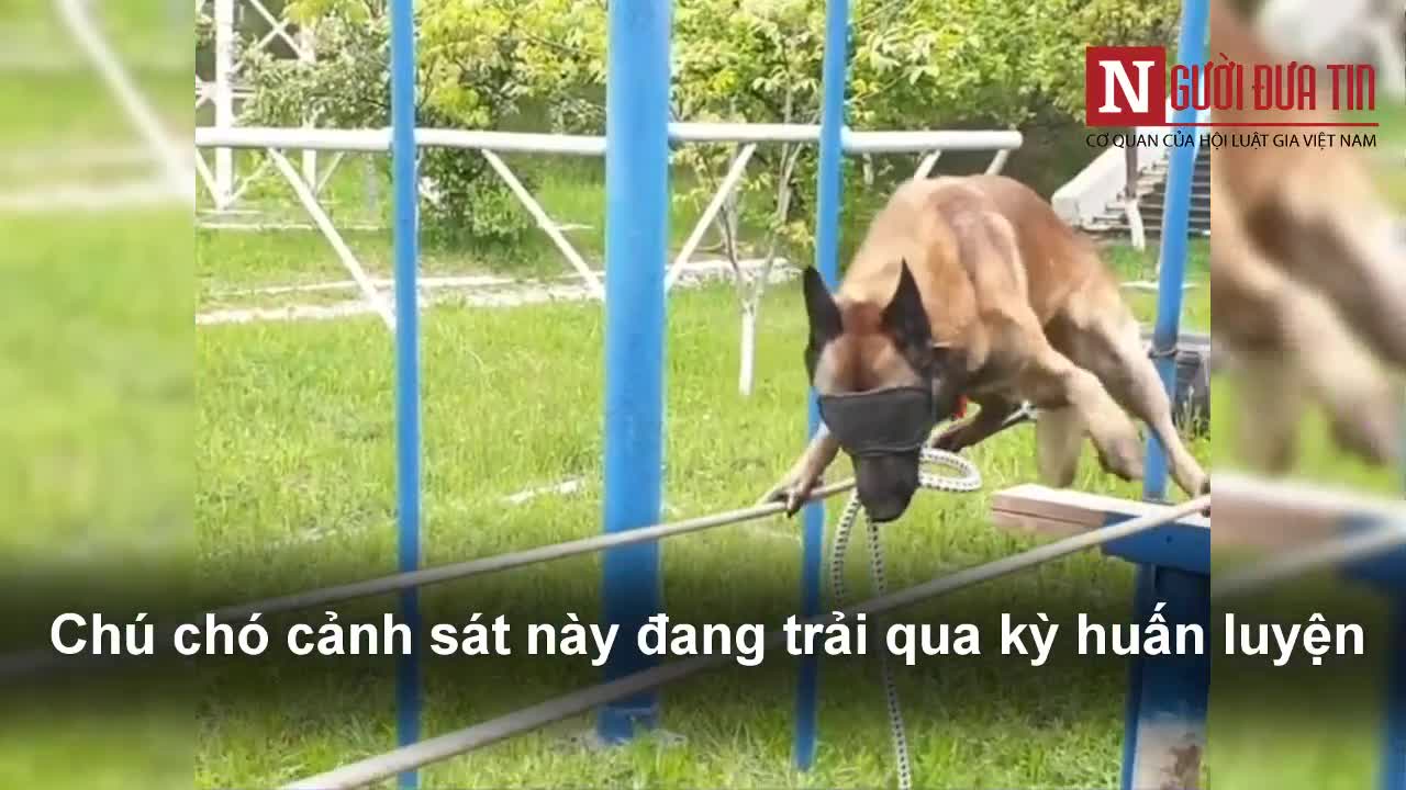 Thán phục chó nghiệp vụ bịt mắt đi trên dây