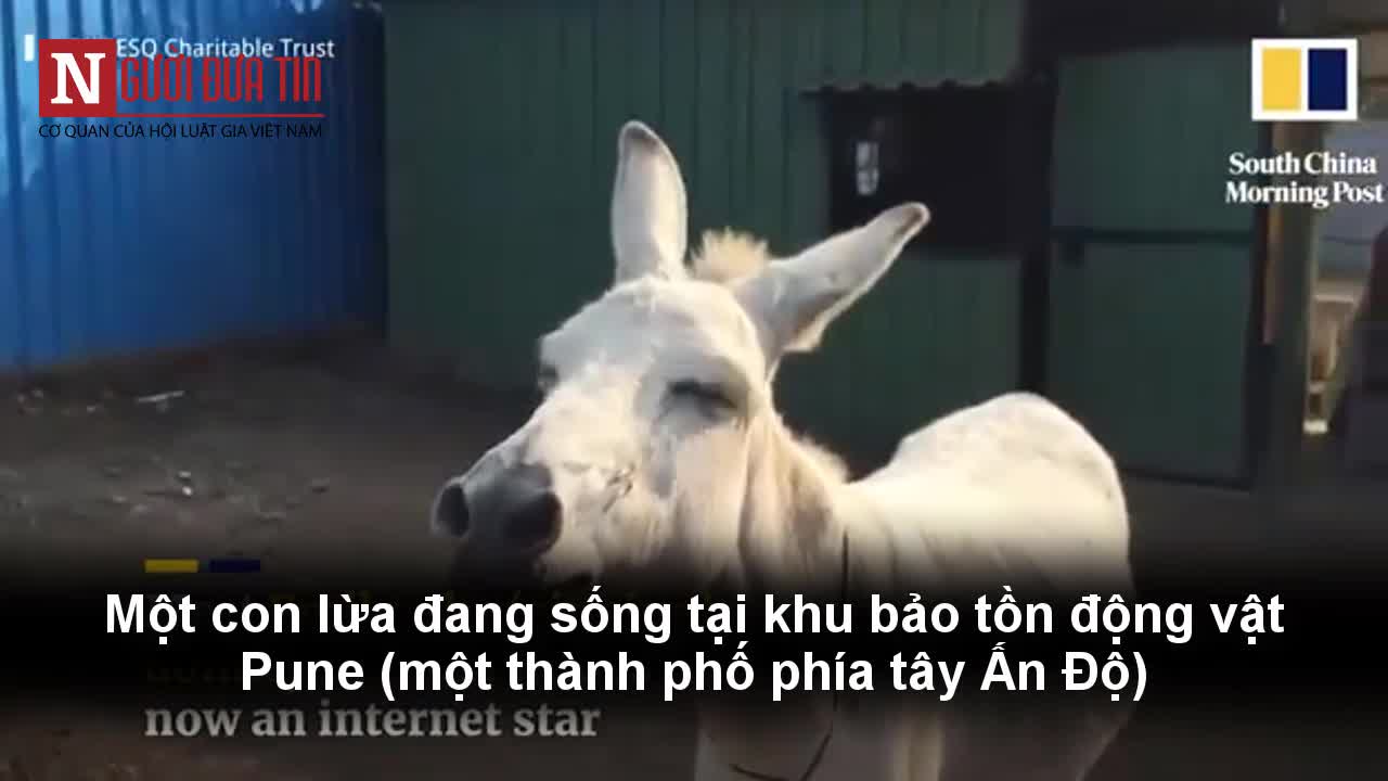 Chú lừa biết hát gây bão mạng xã hội