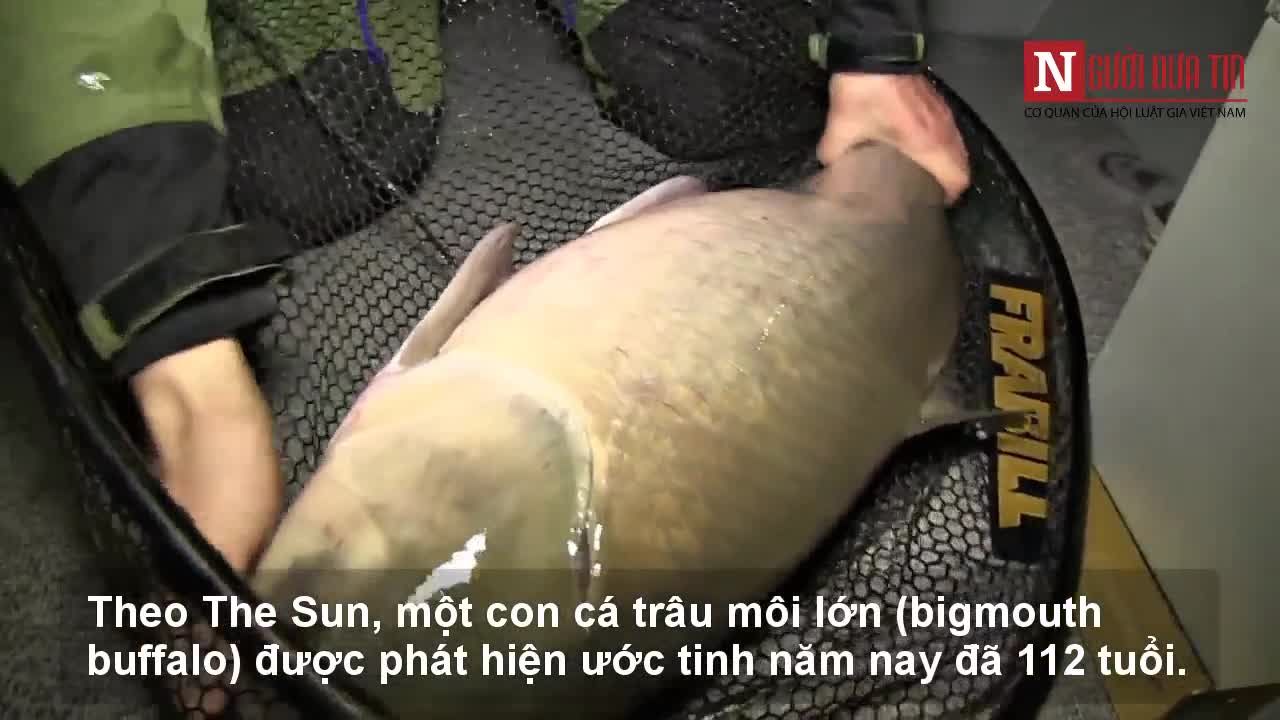 Phát hiện “cụ” cá nước ngọt sống qua hai lần Thế chiến