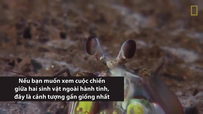 Tôm tít tung cú đấm chết người, hạ gục bạch tuộc trong nháy mắt