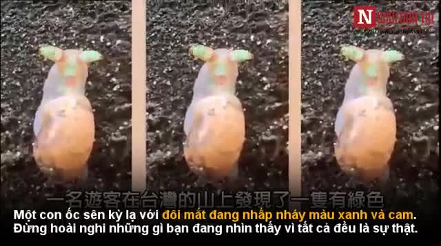Ốc sên bị biến thành zombie với đôi mắt xanh nhấp nháy