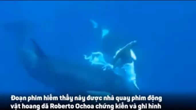 Kinh hoàng cảnh cá voi sát thủ tranh nhau xé xác cá mập búa