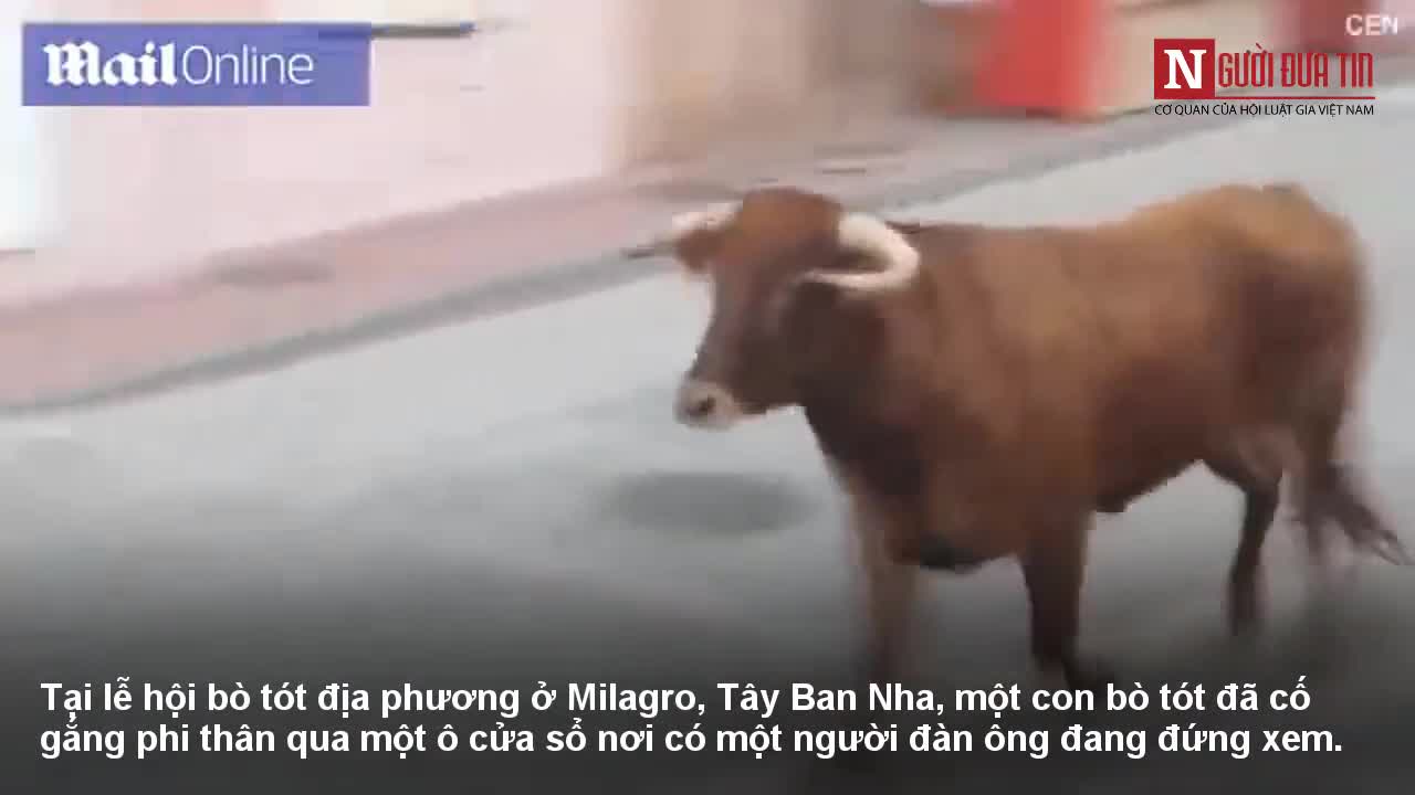 Bò tót nhảy cố trèo qua cửa sổ tấn công người xem