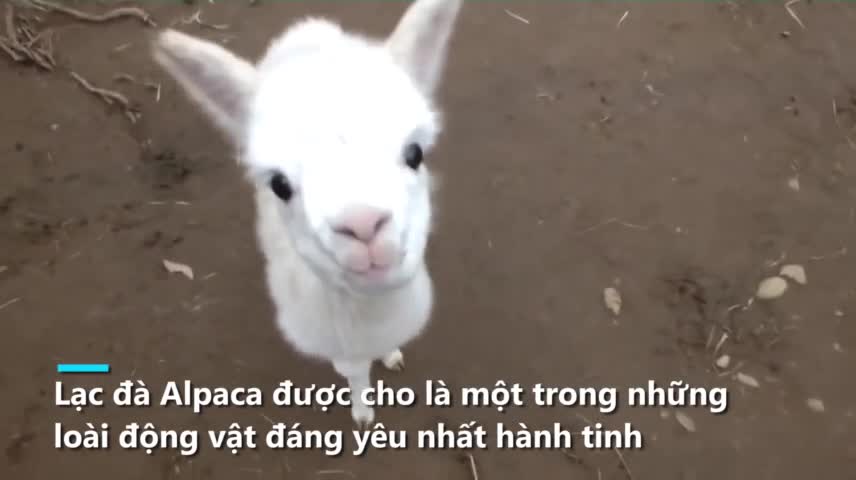 Lo&agrave;i vật đặc biệt sở hữu bộ l&ocirc;ng kh&aacute;ng nước, kh&aacute;ng lửa