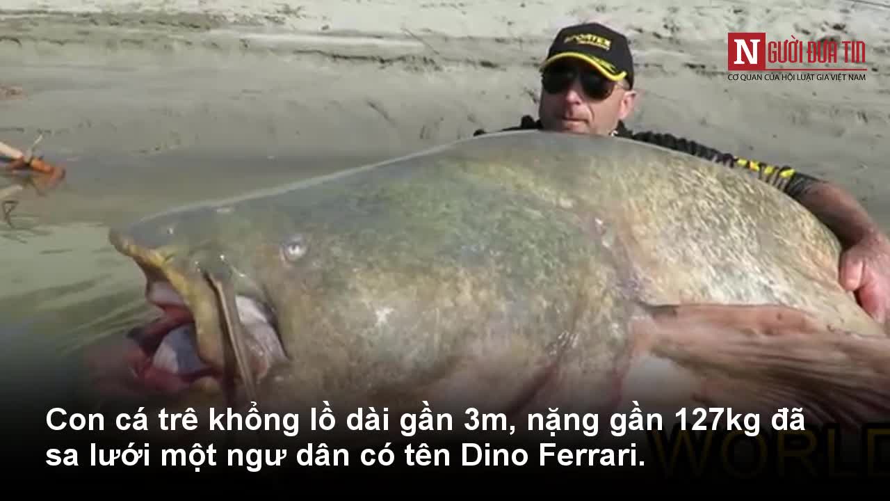 Cận cảnh con c&aacute; tr&ecirc; ăn thịt lớn nhất thế giới