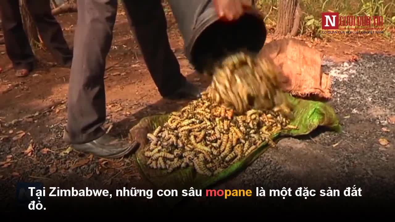 Con sâu gớm ghiếc ngoe nguẩy thành đặc sản 14 triệu/kg