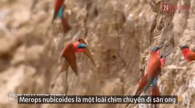 Chim săn ong và cách triệt hạ con mồi đầy bạo lực