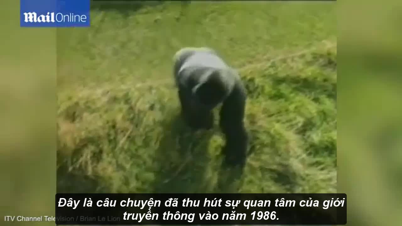 Soup sáng: Cậu bé ngã vào chuồng khỉ bất tỉnh và hành động bất ngờ của chú khỉ đột