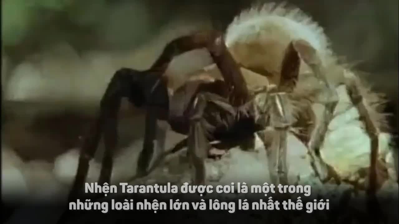 Nhện khổng lồ dụ rắn độc vào hang rồi “làm thịt”