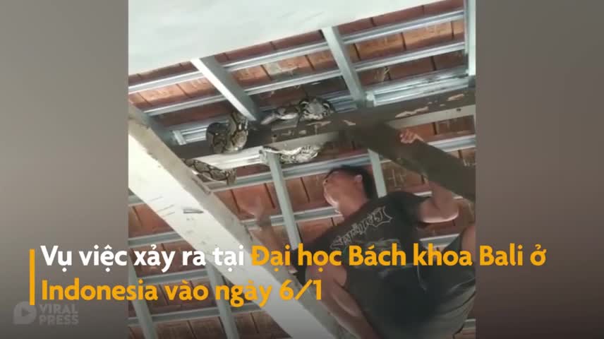 Bắt trăn dài 4m cuộn tròn trên mái nhà