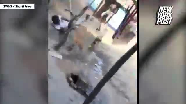 Video: Báo hoang vào làng điên cuồng tấn công người dân
