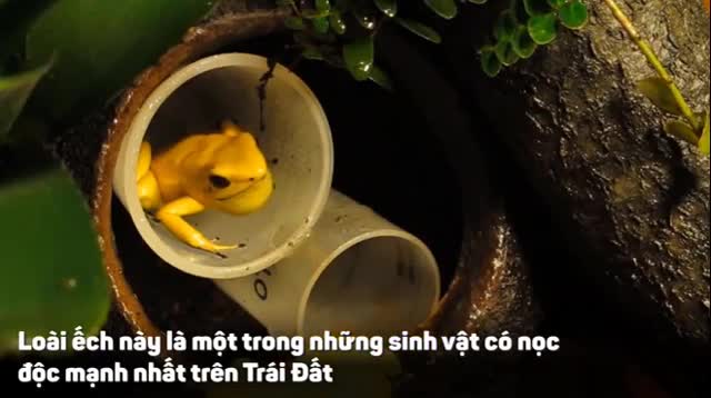 Sinh vật sở hữu nọc độc đủ để giết hàng chục người trưởng thành