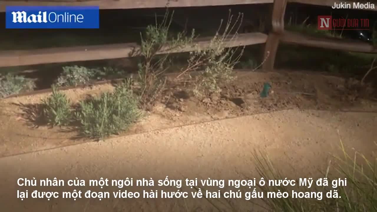 Hài hước hình ảnh gấu mèo bị “bắt quả tang” đột nhập vườn nhà