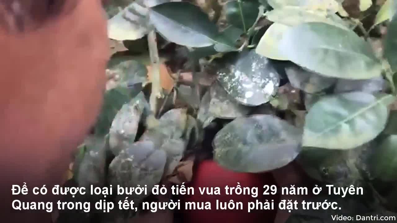 Dân Hà Nội “lùng sục” bưởi tiến vua đỏ chót