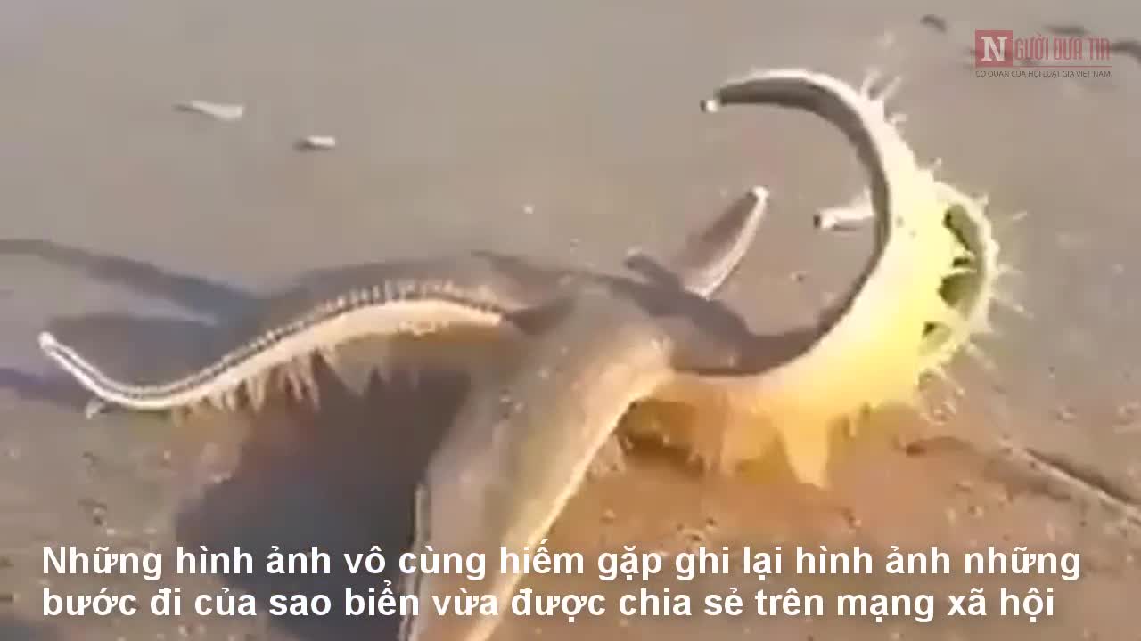 Cận cảnh những bước chân của sao biển