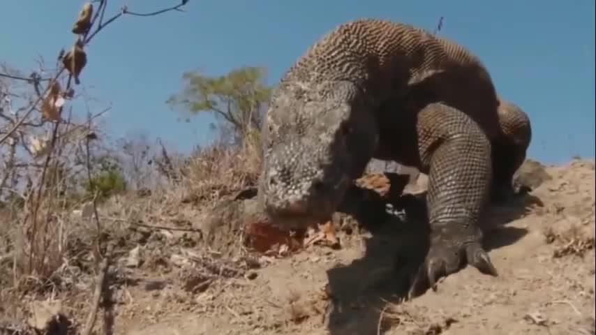 Rắn hổ mang chúa đối đầu rồng komodo và cái kết