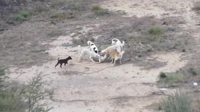 Video: Chó sói đơn thương độc mã chiến đấu với bầy chó nhà
