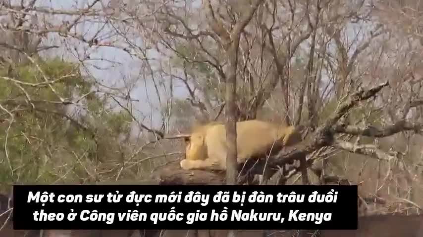Chúa tể sơn lâm tê liệt trước đàn trâu rừng hung hãn