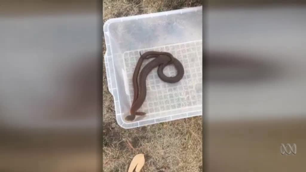 Video: Rắn đực bị bạn t&igrave;nh ăn thịt sau khi &ldquo;quyến rũ&rdquo; kh&ocirc;ng th&agrave;nh