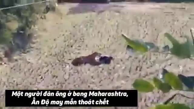Thoát chết thần kỳ nhờ độc chiêu dù bị hổ khống chế