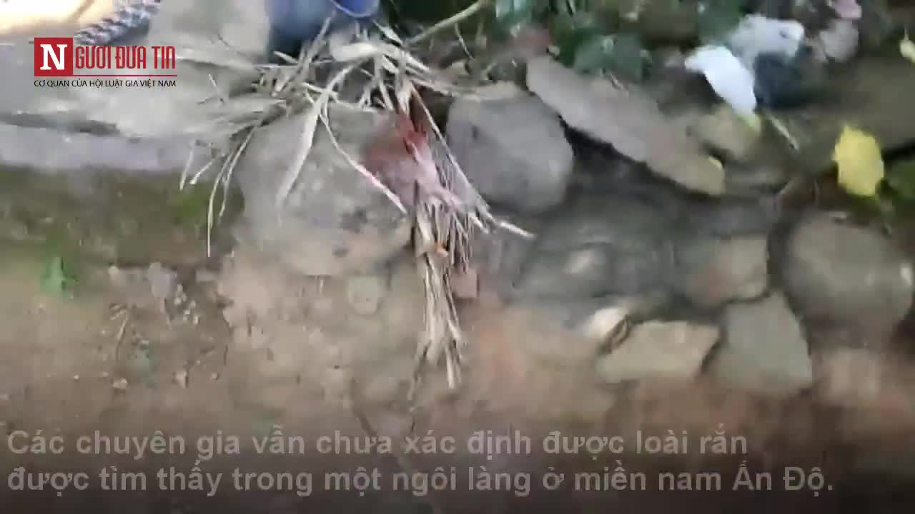 Con rắn không xác định được tìm thấy tại Ấn Độ