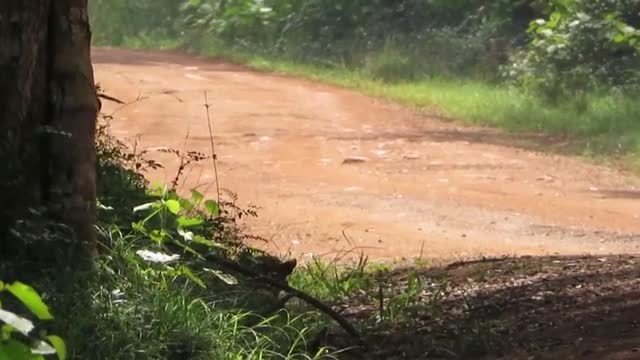 Video: B&aacute;o hoa mai &ldquo;ngụy trang&rdquo; trong bụi cỏ, &ldquo;phục k&iacute;ch&rdquo; ch&oacute; rừng đầy kịch t&iacute;nh v&agrave; c&aacute;i kết