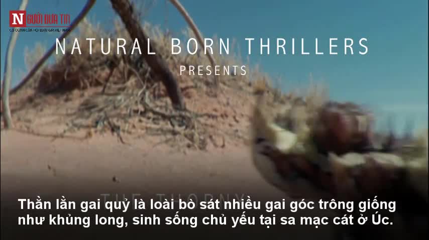 Kinh ngạc loài thằn lằn gai quỷ giống khủng long thời tiền sử