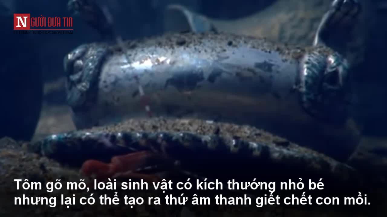 Sinh vật nhỏ bé giết chết con mồi bằng thứ âm thanh ồn ào nhất thế giới