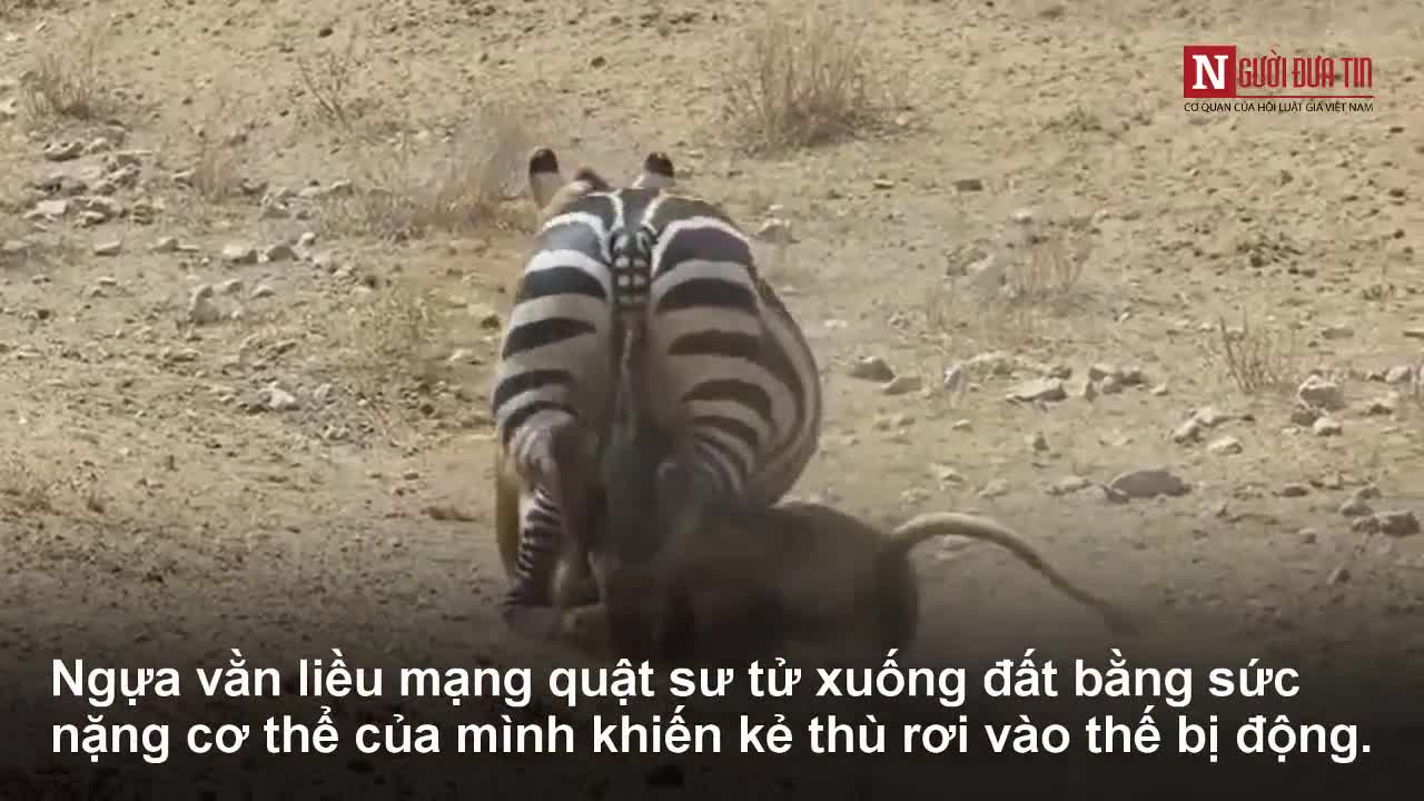 Ngựa vằn liều mạng tấn công chúa sơn lâm để bảo vệ con non