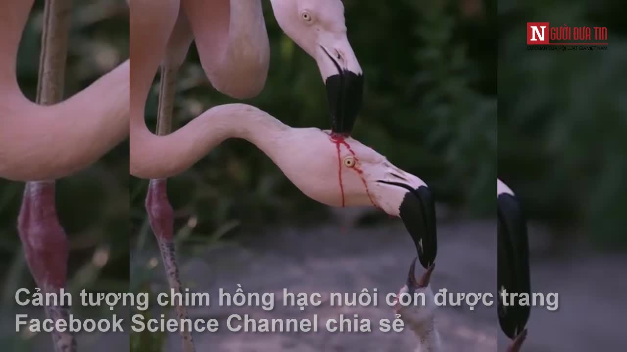 Hồng hạc nuôi con bằng sữa đỏ gây sốt mạng xã hội
