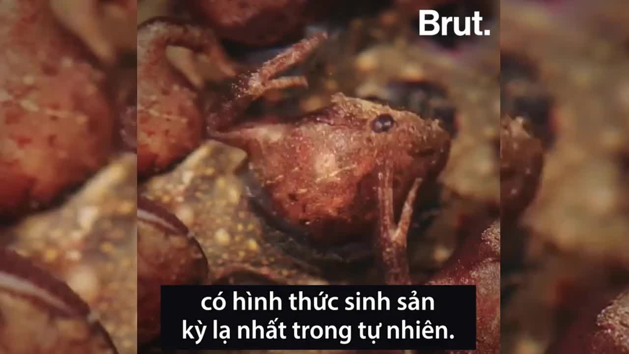 Ếch Pipa pipa nở trên lưng mẹ
