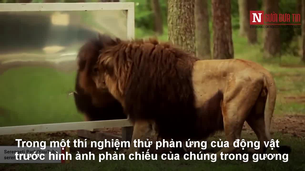 Chúa tể sơn lâm hốt hoảng soi gương và cái kết