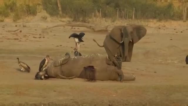 Video: Kền kền tranh nhau rỉa xác voi